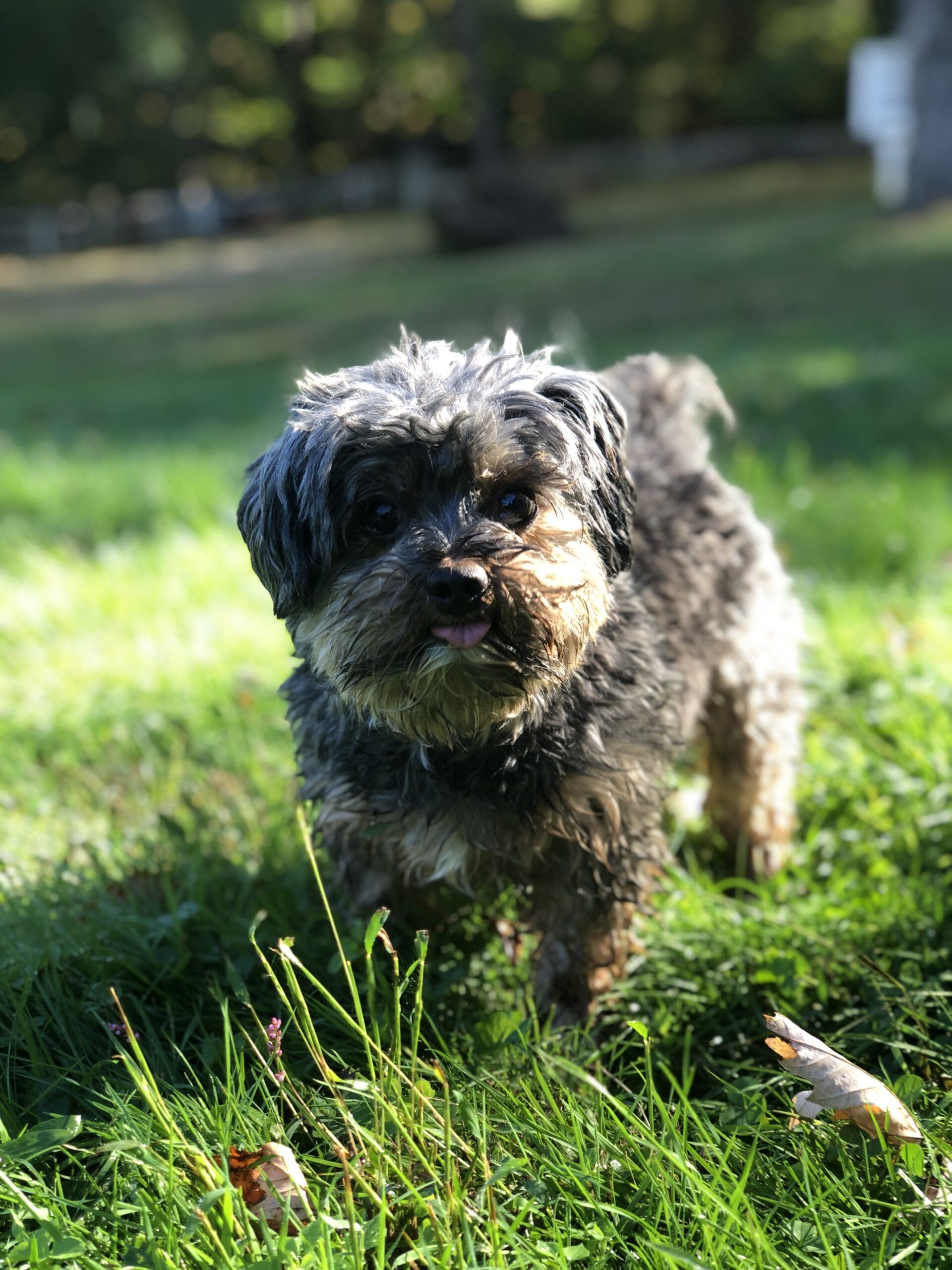 This is a photo of my black and tan yorkipoo Loki standing, covered in mud, in long grass - a haven for Lyme Disease carrying ticks.