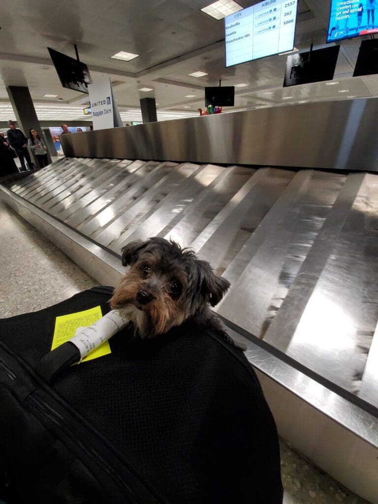 A black and tan yokipoo peaking his head out of his on-cabin carrier at baggage claim