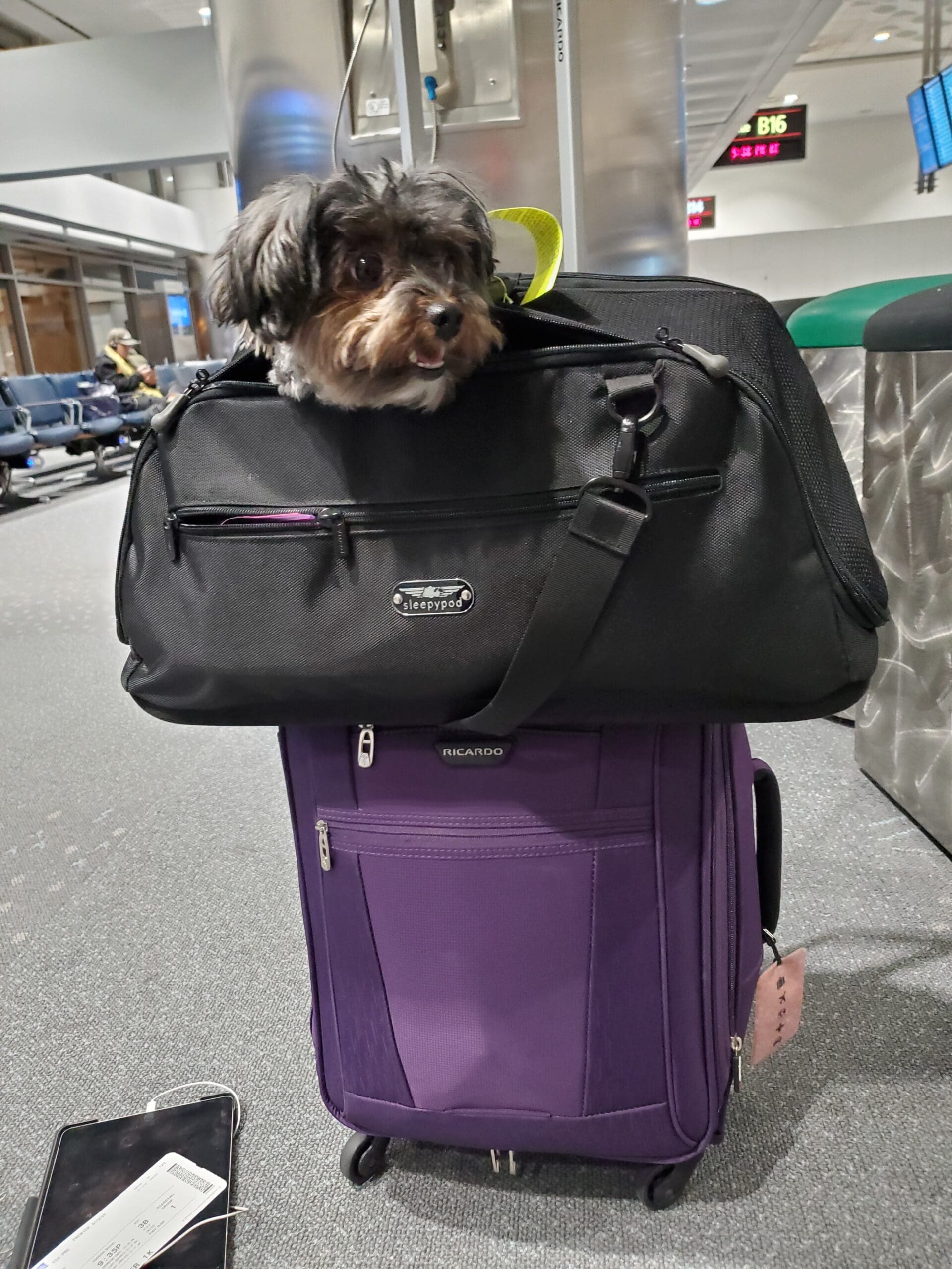 My dog Loki  sticking his head out of his black sleepypod air behind security at the airport. He's looking right.