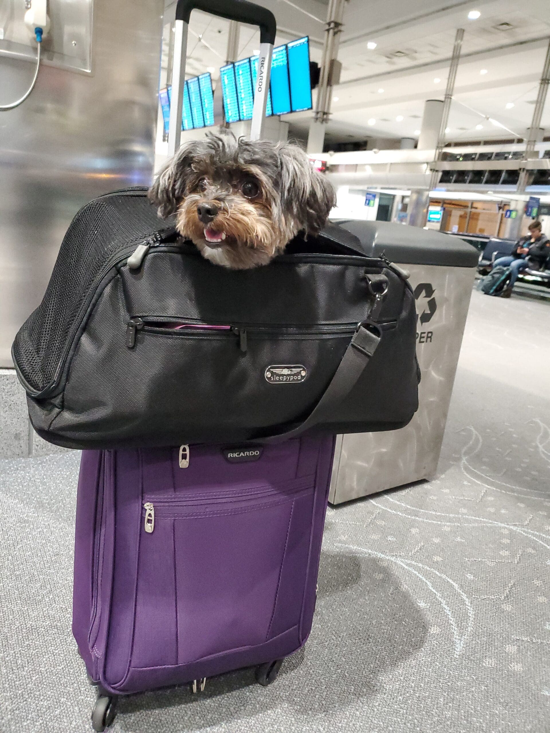 My black and tan yorkipoo Loki poking his head out of a Sleepy Pod Air carrier on top of a purple carry on bag in the airport. When flying with a pet, the sleepypod is a great choice.