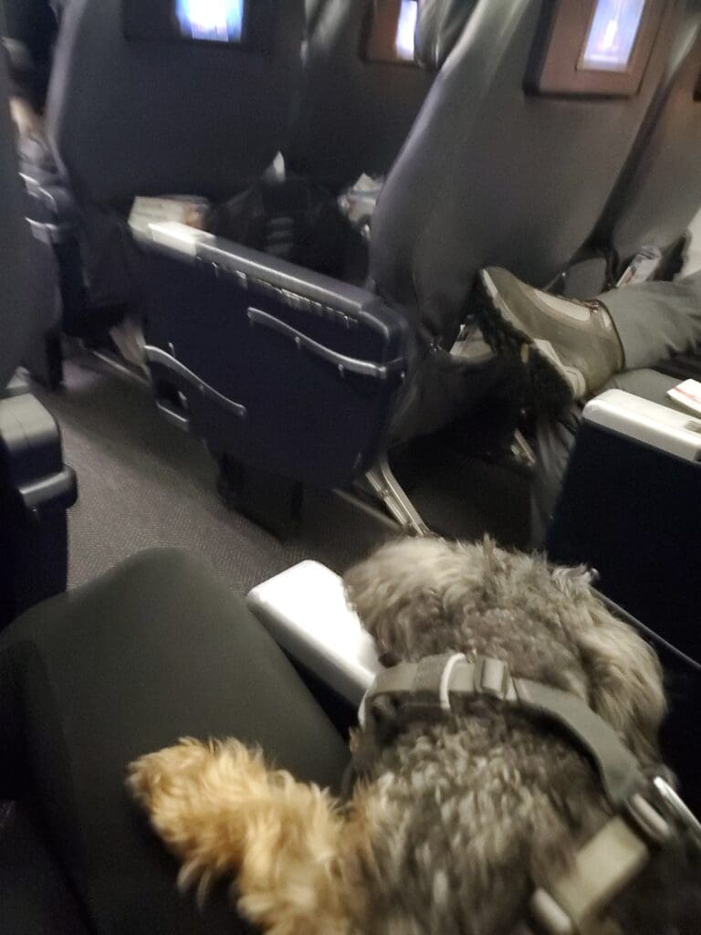 Flying with my pet, a black and tan yorkiepoo in his ruffwear harness sitting on my lap in first class on a flight during the pandemic