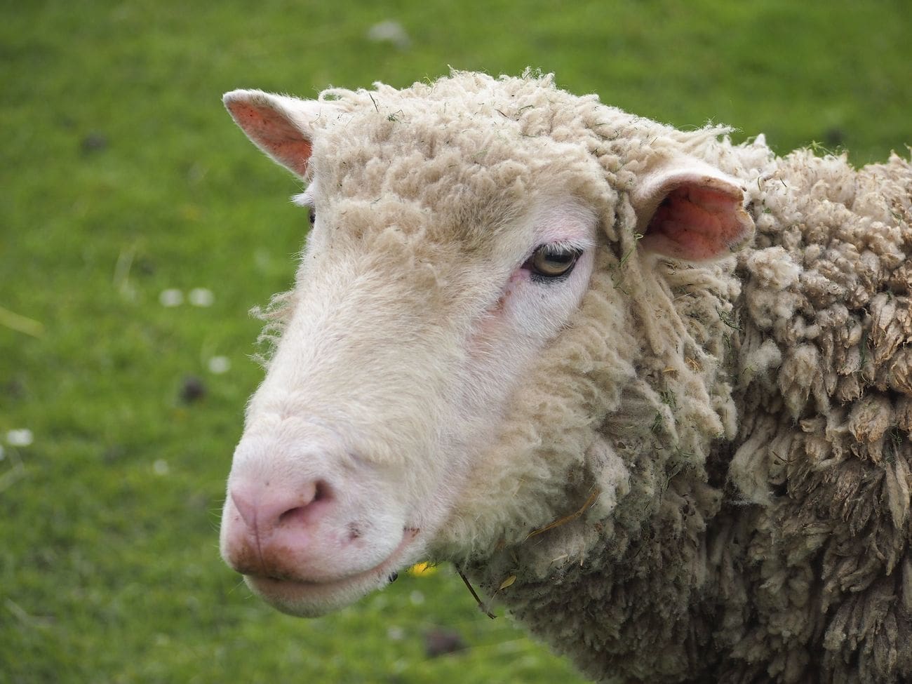 Close up sheep head