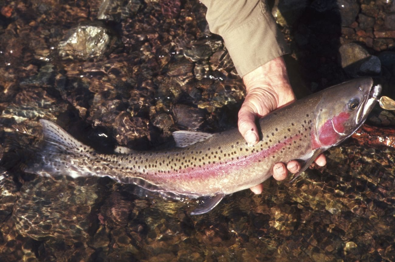 Hand holding a rainbow trout. You'll catch a lot during all inclusive Alaska fishing trips.