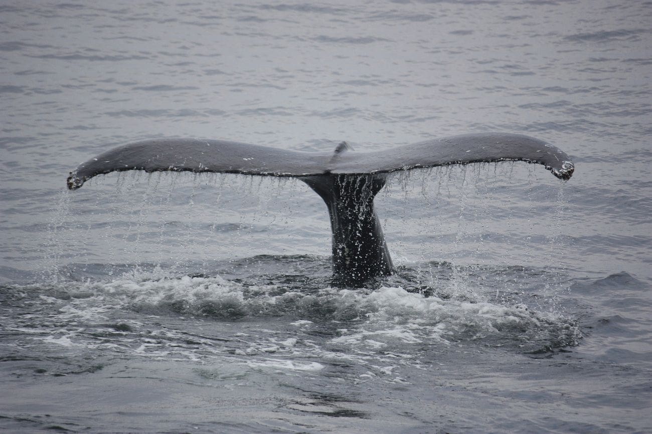 Humpback whale tail