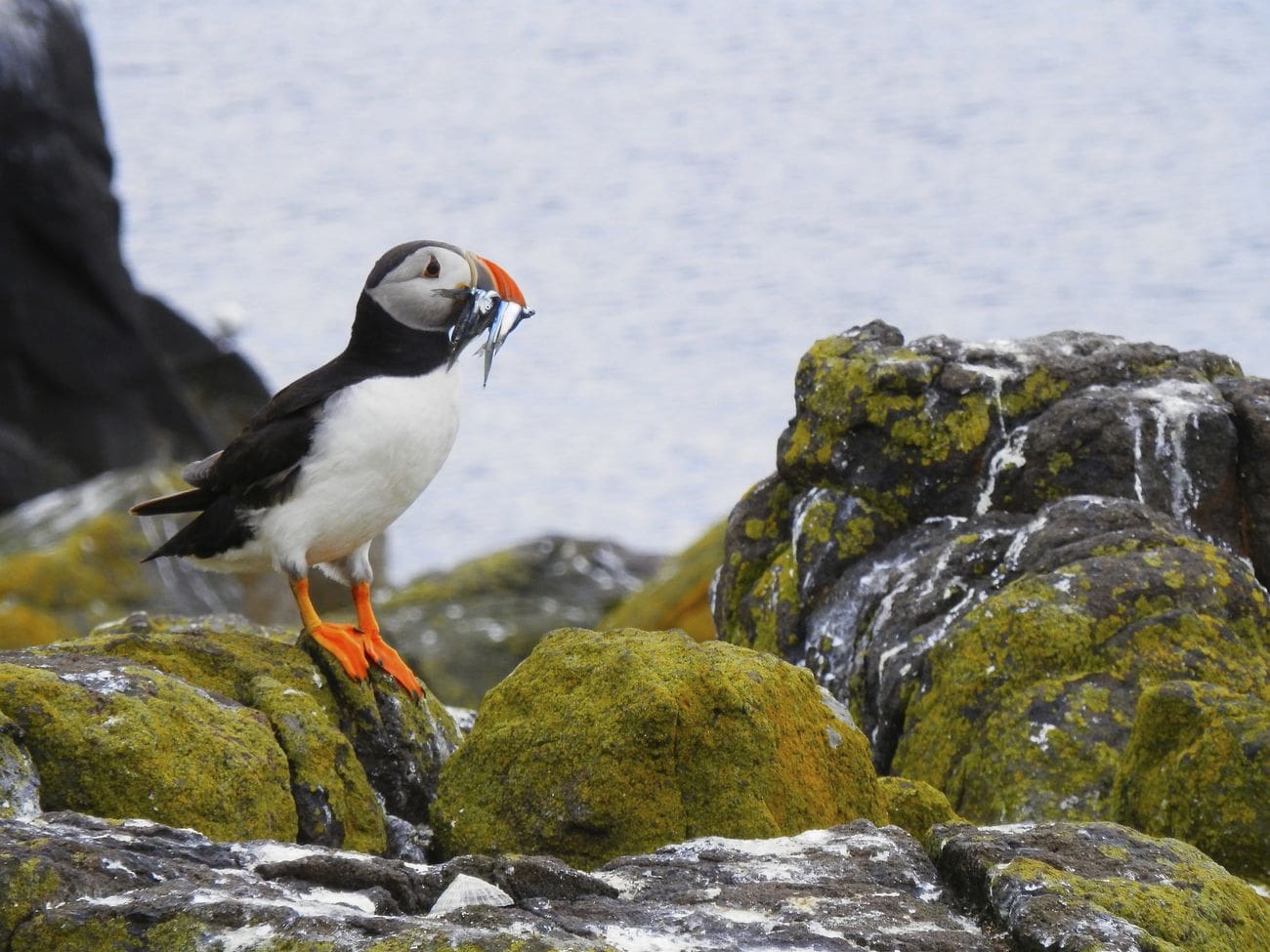 Puffin bird holding fish