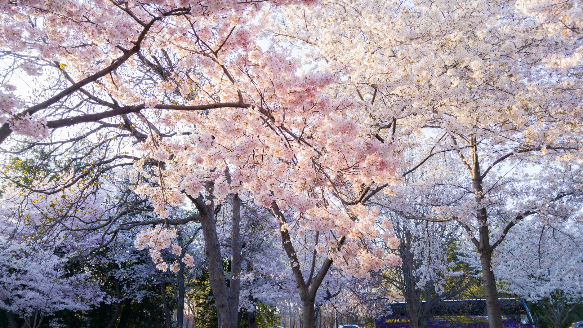 flowering cherry Blossom trees during the national cherry blossom festival with a bus tour in the background.