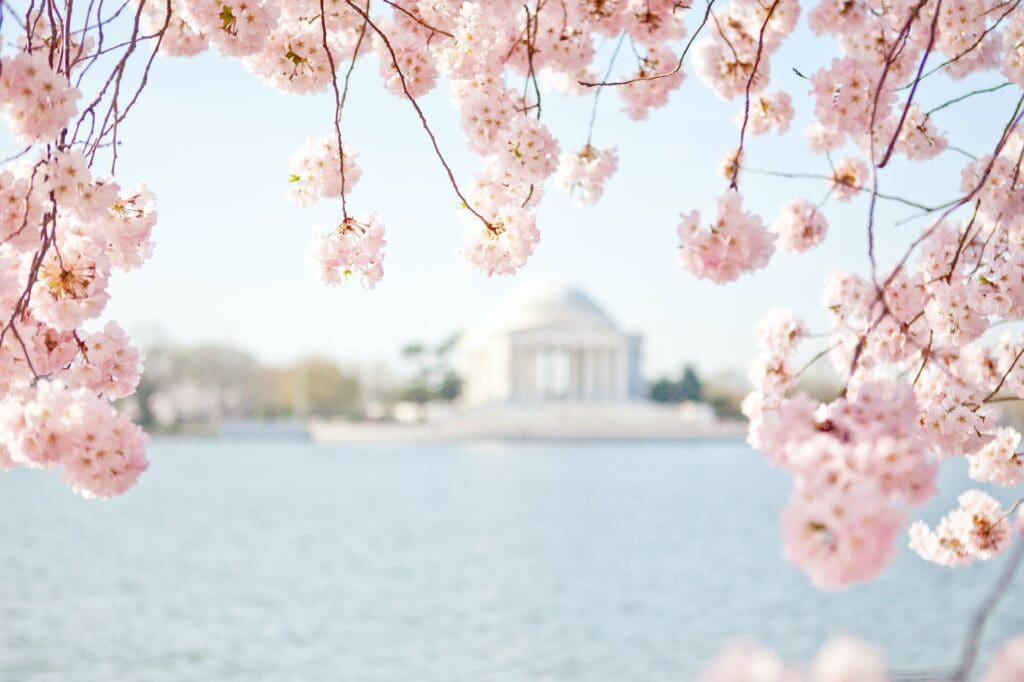 cherry blossoms in bloom over the tidal basin with a view of the thomas jefferson memorial during the National Cherry Blossom Festival