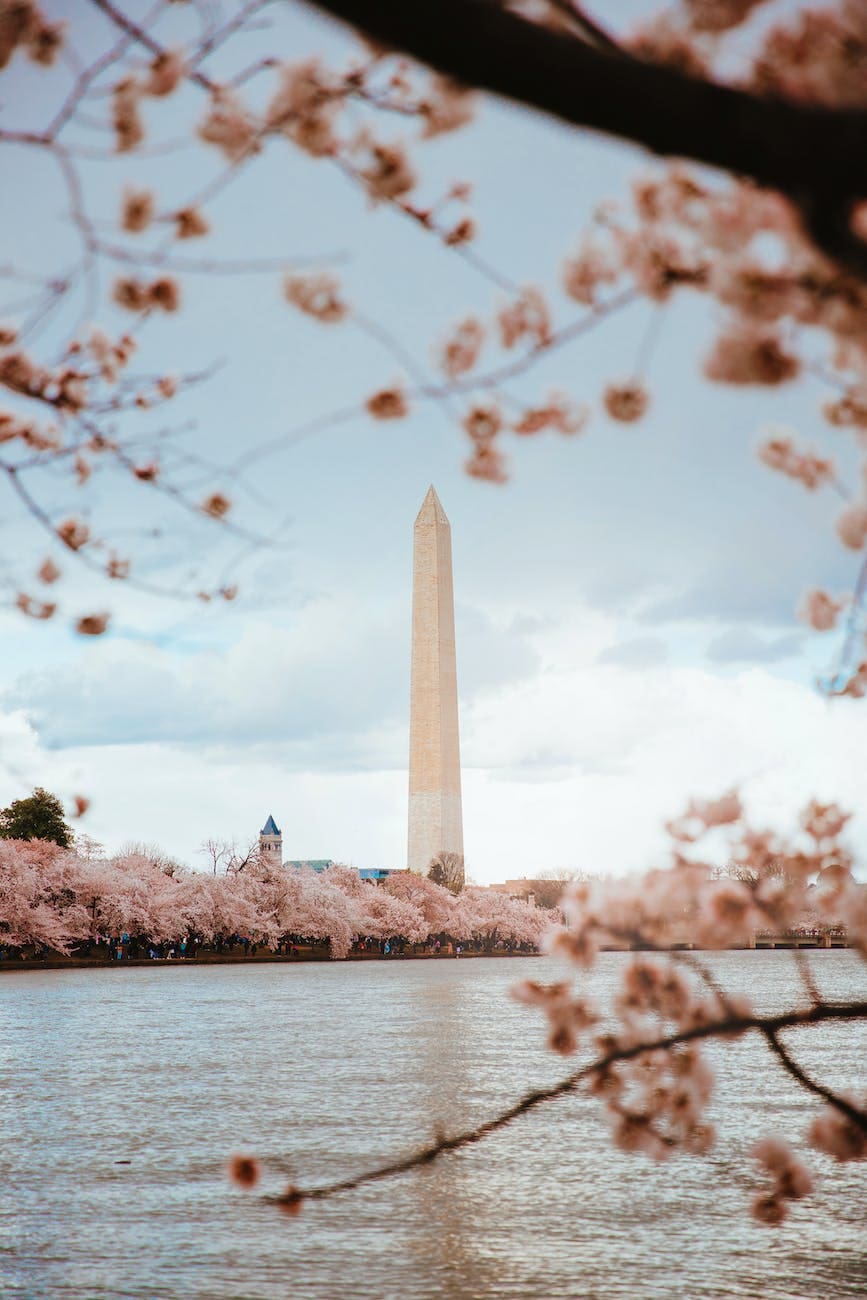 Ultimate Guide to the National Cherry Blossom Festival 2024