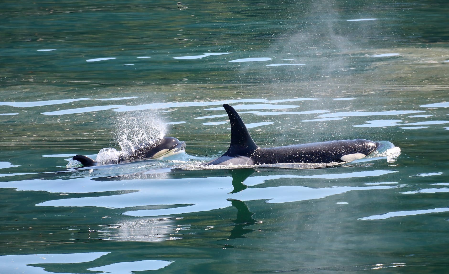 mother and calf