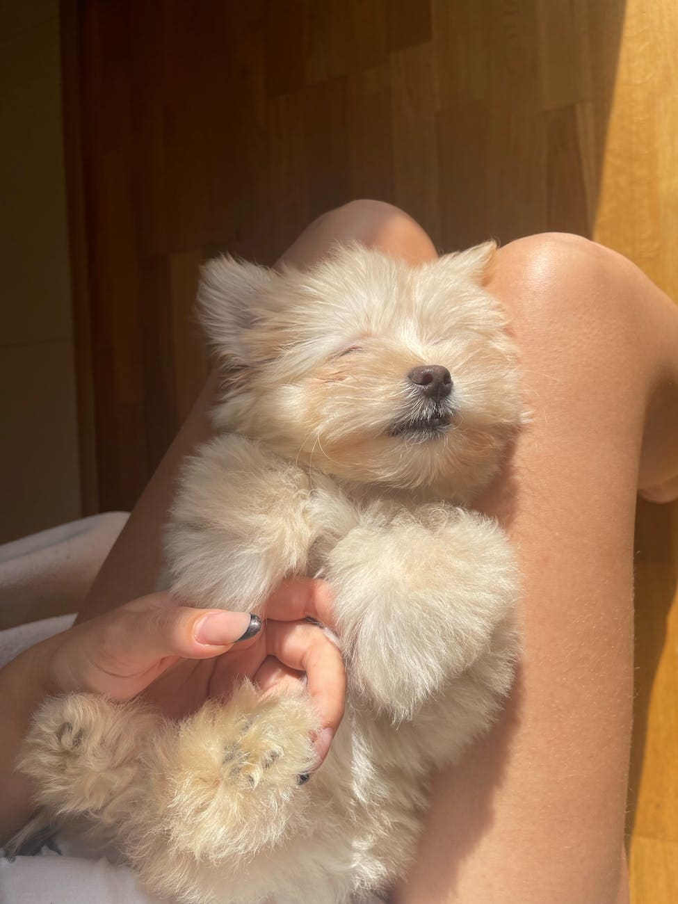 A young puppy sleeping on his owner's lap