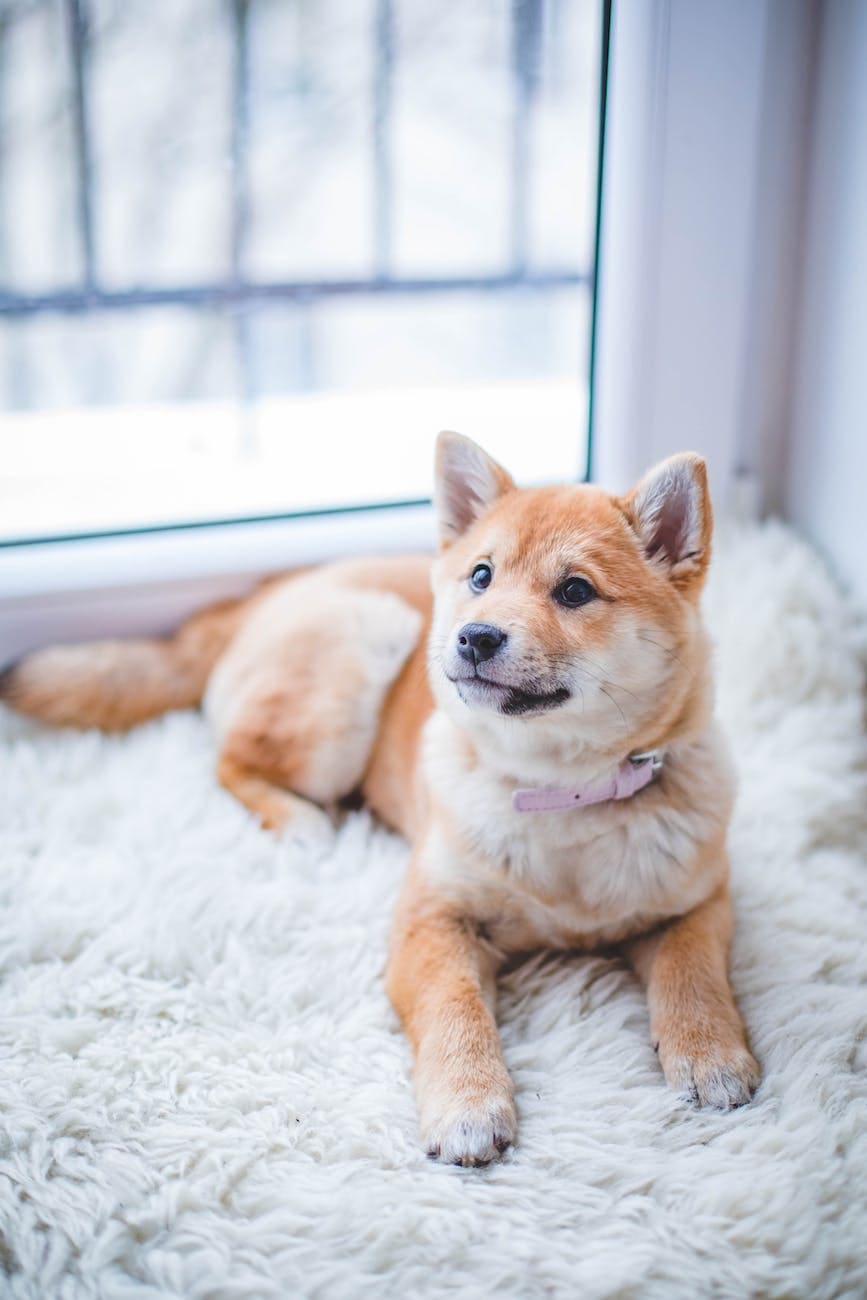 Shiba Inu Puppy on a white rug