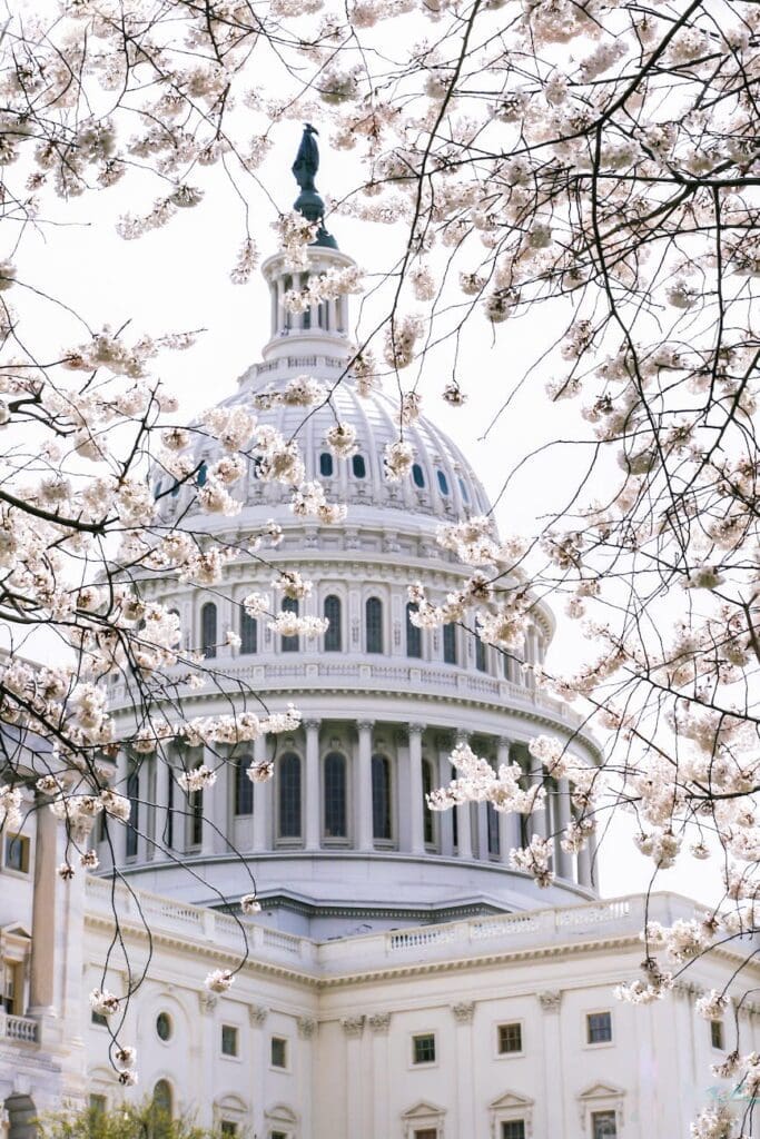 the United States capitol building in Washington D.C surrounded by white cherry blossoms during the national cherry blossom festival.