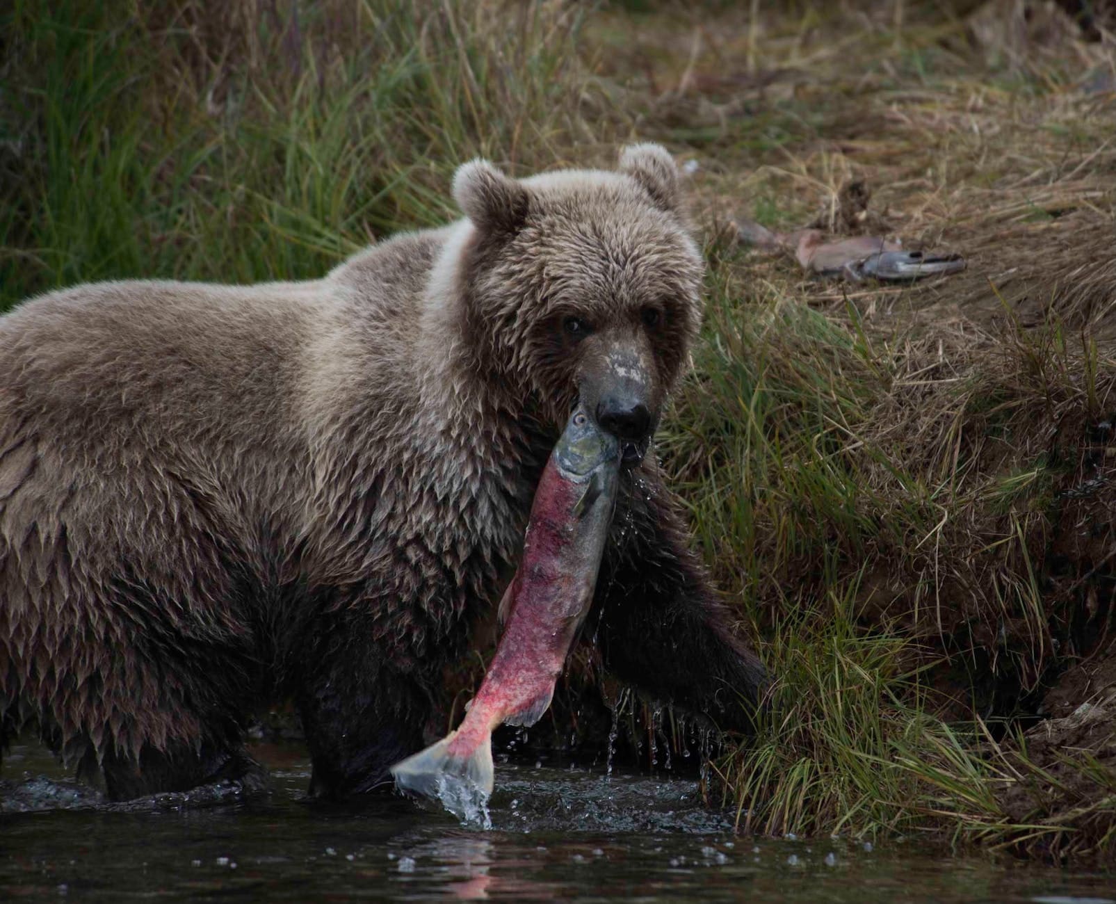 5 Great All Inclusive Alaska Fishing Trips You’ll Rave About