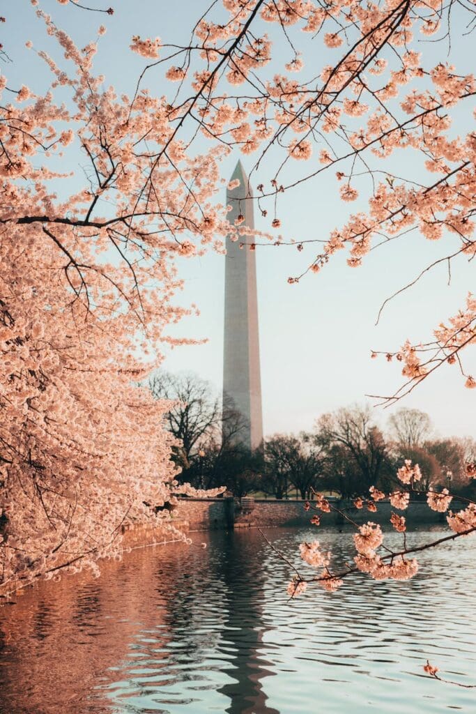 view of the washington monument from the tidal basin water reservoir surrounded by cherry blossoms during the national cherry blossom festival