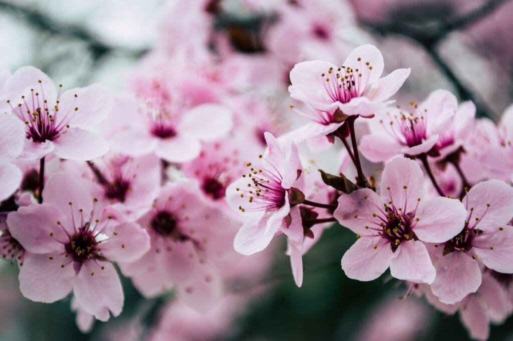 pink cherry blossom flowers closeup photo