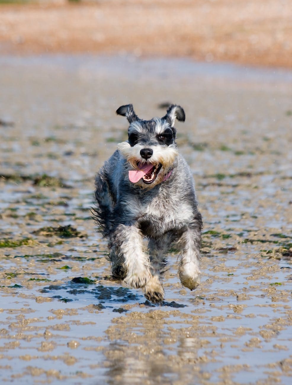 salt and pepper miniature schnauzer running on wet sand getting exercise