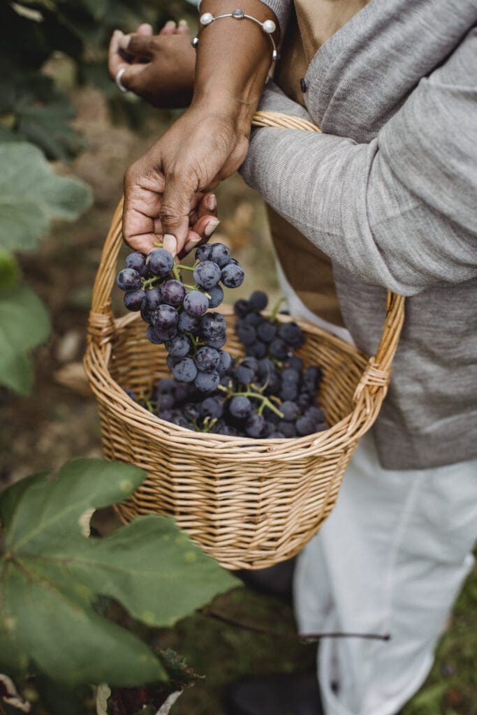 Grapes harvest from a vine in a wicker basket