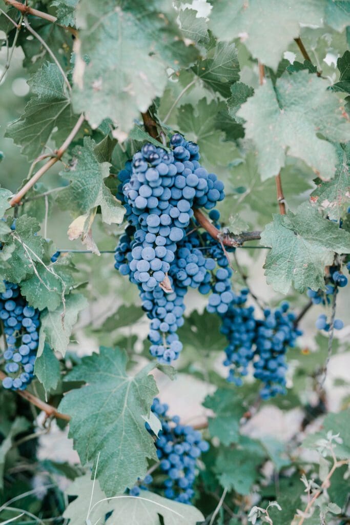 Wine grape bunches hanging on a vine