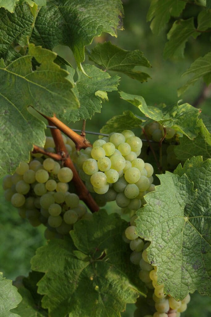 White Grapes on a Vine