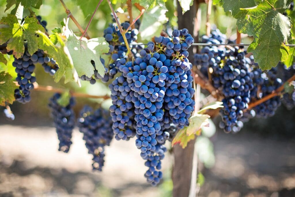 Purple Wine Grapes on Vine