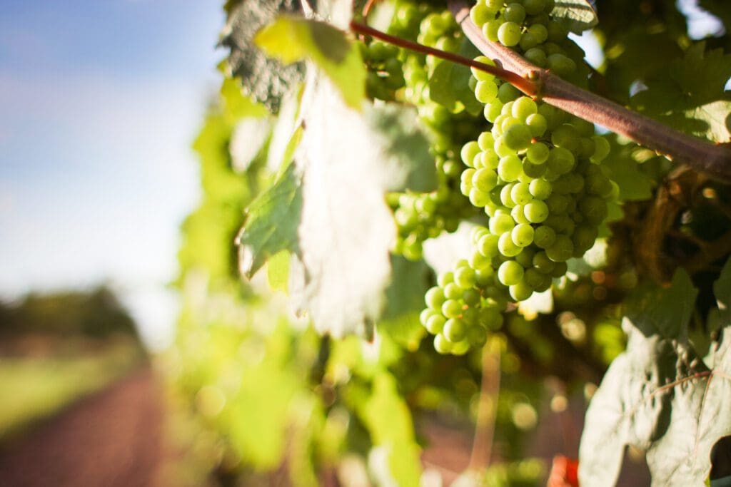 White Grapes on the Vine