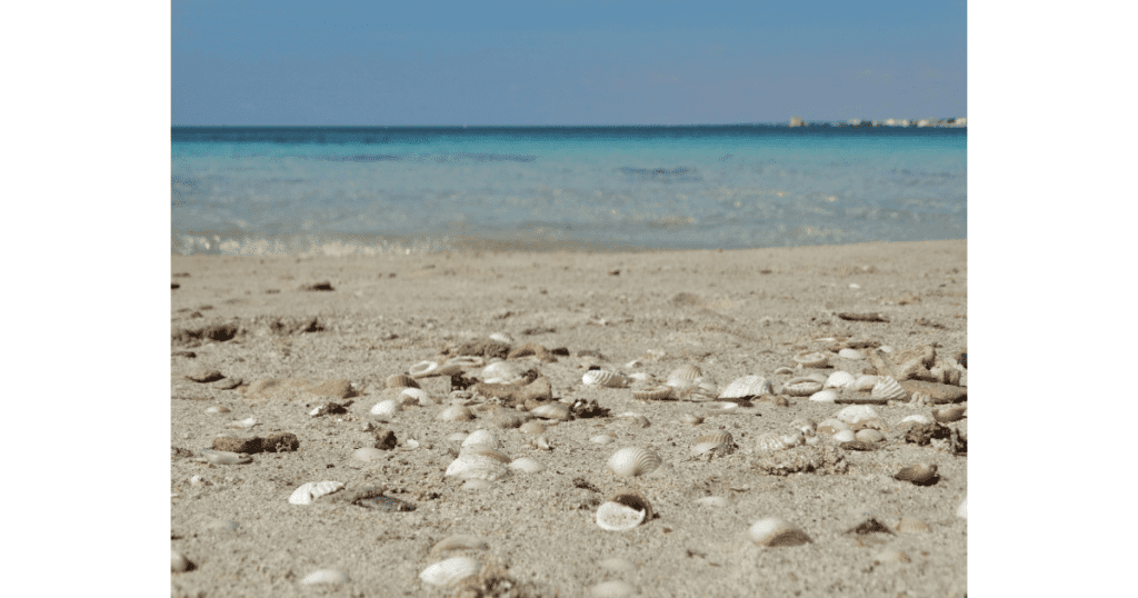 This is Isola Beach, one of the best beaches in puglia for searching for shells. this photo has numerous cool seashells on the beach